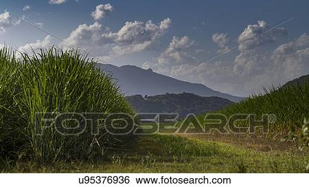 Stock Photograph - Close-up of tallgrass, Far North Queensland, Queensland, Australia. Fotosearch