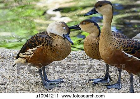 Stock Image - Close-up of three ducks, Port Douglas, Far North Queensland, Queensland, Australia. Fotosearch