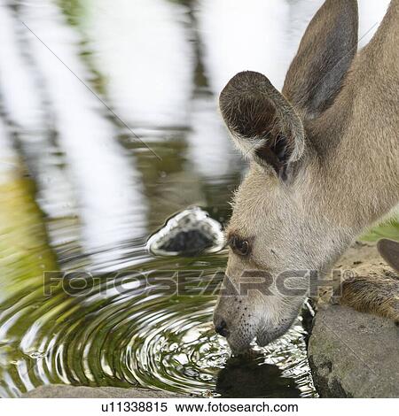 Stock Photography - Close-up of Wallaby drinking water, Port Douglas, Far North Queensland, Queensland, Australia. Fotosearch