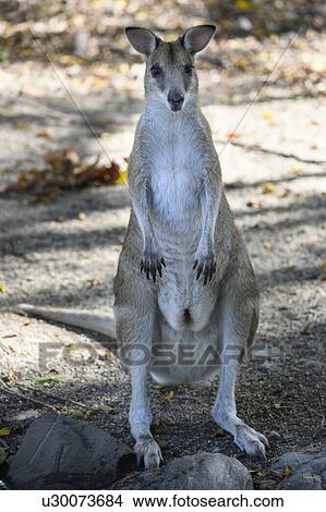 Close-up of Wallaby, Port Douglas, Far North Queensland, Queensland, Australia View Large Photo Image Picture - Close-up of Wallaby, Port Douglas, Far North Queensland, Queensland, Australia. Fotosearch
