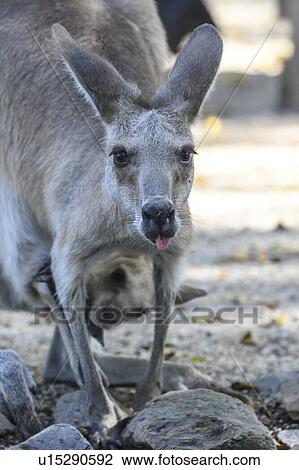 Stock Image - Close-up of Wallaby with baby in pouch, Port Douglas, Far North Queensland, Queensland, Australia. Fotosearch