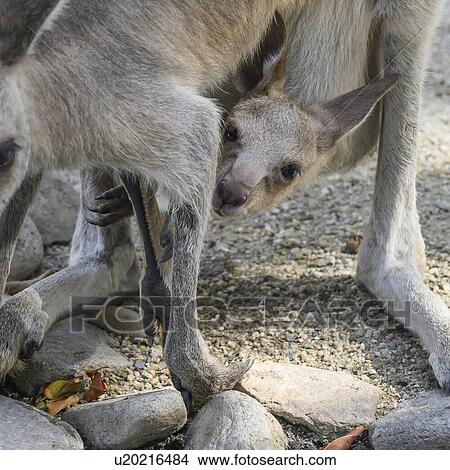Picture - Close-up of Wallaby with its young, Port Douglas, Far North Queensland, Queensland, Australia. Fotosearch