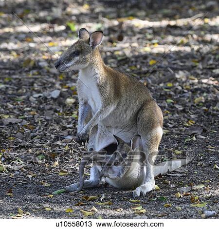 Close-up of Wallaby with its young, Port Douglas, Far North Queensland, Queensland, Australia View Large Photo Image Stock Image - Close-up of Wallaby with its young, Port Douglas, Far North Queensland, Queensland, Australia. Fotosearch