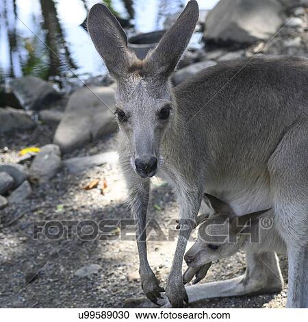 Close-up of Wallaby with its young, Port Douglas, Far North Queensland, Queensland, Australia View Large Photo Image Stock Image - Close-up of Wallaby with its young, Port Douglas, Far North Queensland, Queensland, Australia. Fotosearch