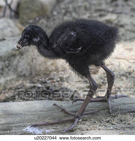 Picture - Close-up of young EMU, Port Douglas, Far North Queensland, Queensland, Australia. Fotosearch