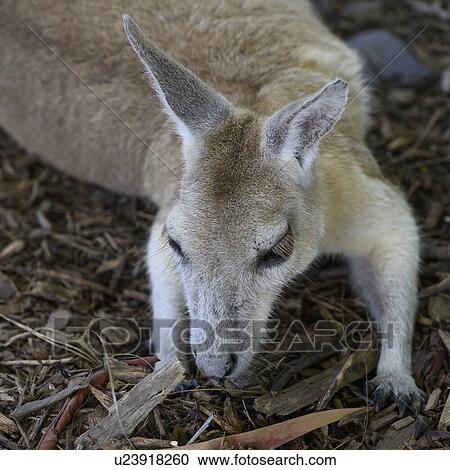 Stock Image - Close-up of young Kangaroo laying on the ground, Port Douglas, Far North Queensland, Queensland, Australia. Fotosearch