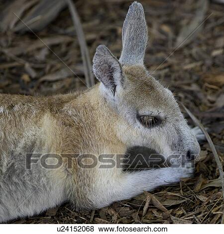 Stock Photo - Close-up of young Kangaroo laying on the ground, Port Douglas, Far North Queensland, Queensland, Australia. Fotosearch