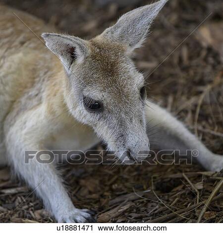 Close-up of young Kangaroo, Port Douglas, Far North Queensland, Queensland, Australia View Large Photo Image Stock Image - Close-up of young Kangaroo, Port Douglas, Far North Queensland, Queensland, Australia. Fotosearch
