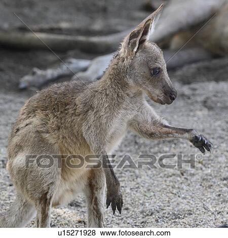 Stock Photo - Close-up of young Wallaby, Port Douglas, Far North Queensland, Queensland, Australia. Fotosearch