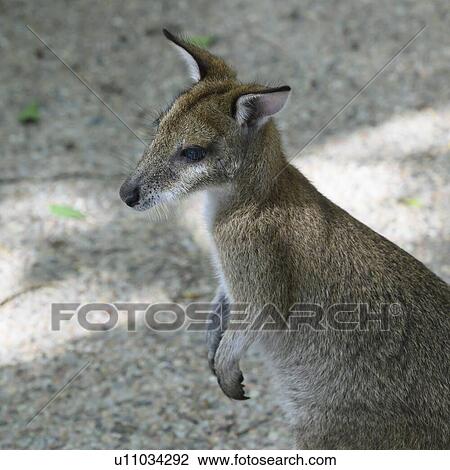 Close-up profile of a Kangaroo, Port Douglas, Far North Queensland, Queensland, Australia View Large Photo Image Stock Image - Close-up profile of a Kangaroo, Port Douglas, Far North Queensland, Queensland, Australia. Fotosearch