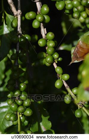 Picture - Coffee beans on a plant, Jaques Coffee Plantation, Queensland, Australia. Fotosearch