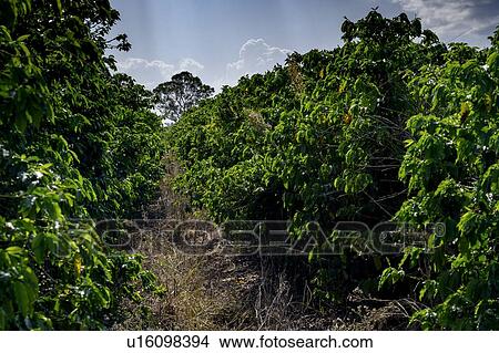 Coffee plantation, Jaques Coffee Plantation, Queensland, Australia View Large Photo Image Picture - Coffee plantation, Jaques Coffee Plantation, Queensland, Australia. Fotosearch