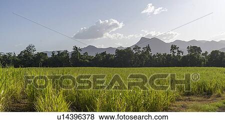 Stock Photo - Crop in a field, Far North Queensland, Queensland, Australia. Fotosearch