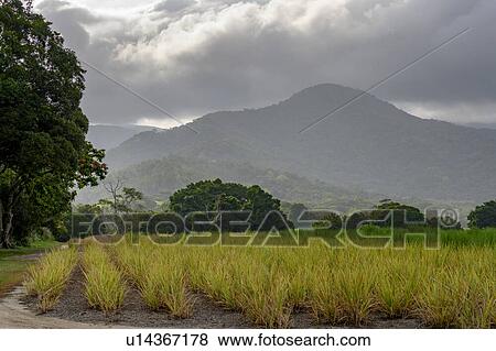 Stock Photo - Crop in a field, Queensland, Australia. Fotosearch