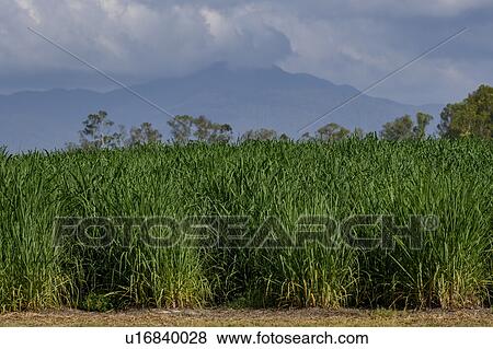 Crop in a field, Queensland, Australia View Large Photo Image Stock Photo - Crop in a field, Queensland, Australia. Fotosearch
