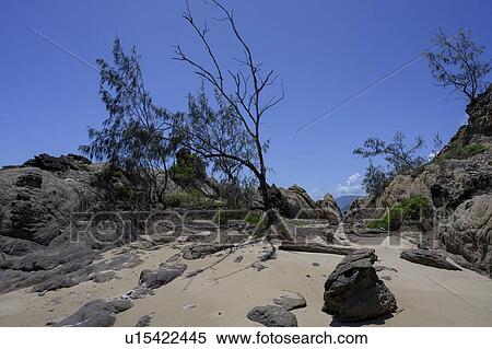 Driftwood and rocks on the beach, Thala Beach Nature Reserve, Oak Beach, Queensland, Australia View Large Photo Image Stock Photography - Driftwood and rocks on the beach, Thala Beach Nature Reserve, Oak Beach, Queensland, Australia. Fotosearch