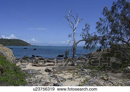 Stock Photo - Driftwood on the beach, Thala Beach Nature Reserve, Oak Beach, Queensland, Australia. Fotosearch