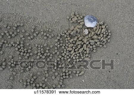 Stock Image - Elevated view of a crab and a sea shell on the beach, Cape Tribulation Beach, Cape Tribulation, Queensland, Australia. Fotosearch