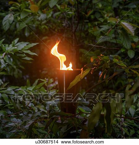 Picture - Fire lamp in a forest, Cape Tribulation Beach, Cape Tribulation, Queensland, Australia. Fotosearch