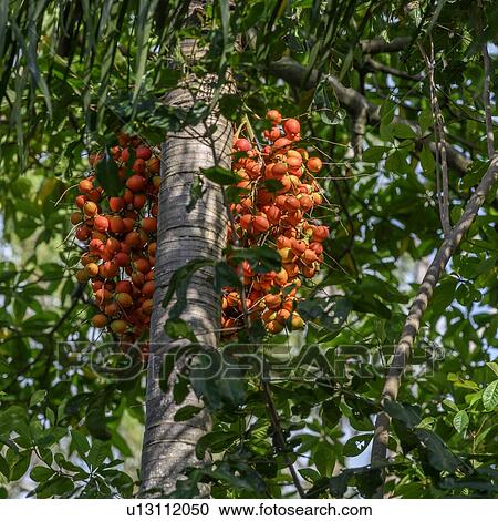 Stock Image - Fruit growing on tree, Port Douglas, Far North Queensland, Queensland, Australia. Fotosearch