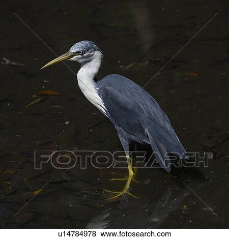 Stock Photo - Great Blue Heron in a pond, Port Douglas, Far North Queensland, Queensland, Australia. Fotosearch