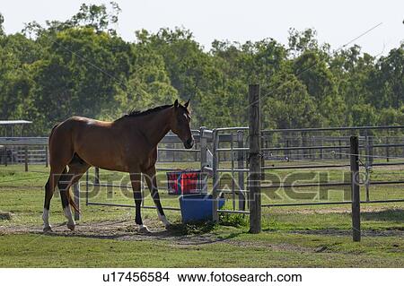 Horse on a farm, Queensland, Australia View Large Photo Image Picture - Horse on a farm, Queensland, Australia. Fotosearch