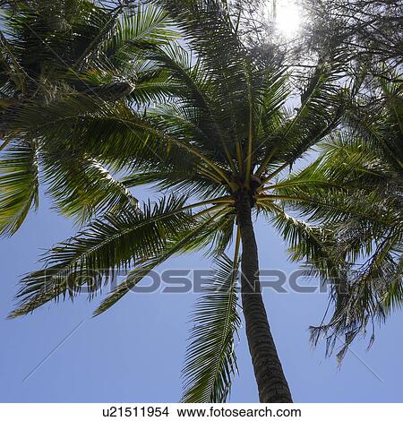 Low angle view of palm tree, Thala Beach Nature Reserve, Oak Beach, Queensland, Australia View Large Photo Image Picture - Low angle view of palm tree, Thala Beach Nature Reserve, Oak Beach, Queensland, Australia. Fotosearch