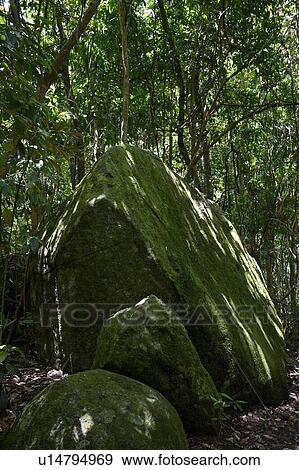Moss covered boulder in a forest, Mossman Gorge, Finlayvale, Queensland, Australia View Large Photo Image Stock Photo - Moss covered boulder in a forest, Mossman Gorge, Finlayvale, Queensland, Australia. Fotosearch