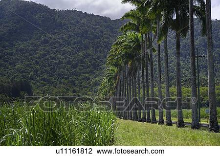 Stock Image - Palm trees in a row with mountain range in the background, Finlayvale, Queensland, Australia. Fotosearch