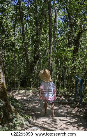 Rear view of woman walking on a trail in the forest, Mossman Gorge, Far North Queensland, Queensland, Australia View Large Photo Image Stock Image - Rear view of woman walking on a trail in the forest, Mossman Gorge, Far North Queensland, Queensland, Australia. Fotosearch
