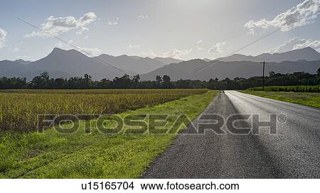 Picture - Road passing through field, Far North Queensland, Queensland, Australia. Fotosearch