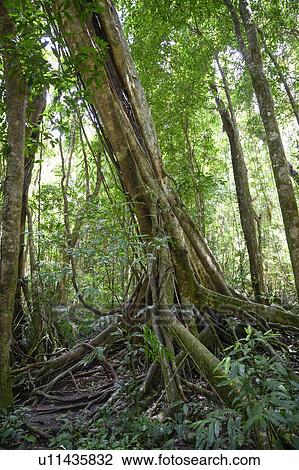 Roots of trees in a forest, Mossman Gorge, Finlayvale, Queensland, Australia View Large Photo Image Stock Image - Roots of trees in a forest, Mossman Gorge, Finlayvale, Queensland, Australia. Fotosearch