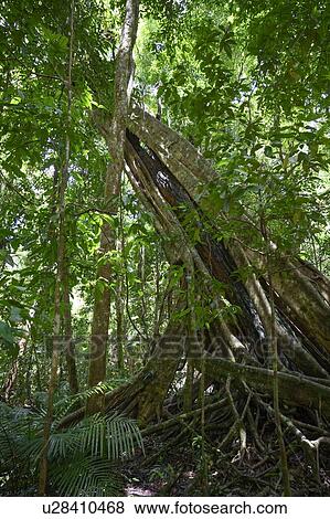 Roots of trees in a forest, Mossman Gorge, Finlayvale, Queensland, Australia View Large Photo Image Stock Photo - Roots of trees in a forest, Mossman Gorge, Finlayvale, Queensland, Australia. Fotosearch