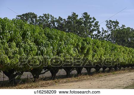 Stock Photo - Row of crop in a field, Queensland, Australia. Fotosearch