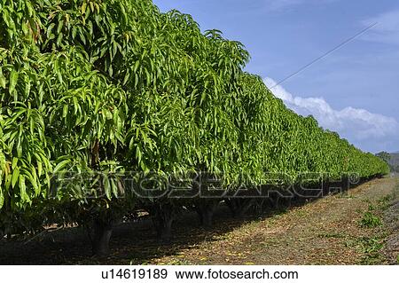 Stock Photo - Rows of crops in a field, Queensland, Australia. Fotosearch
