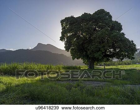 Stock Photo - Scenic view of a tree in a field, Far North Queensland, Queensland, Australia. Fotosearch