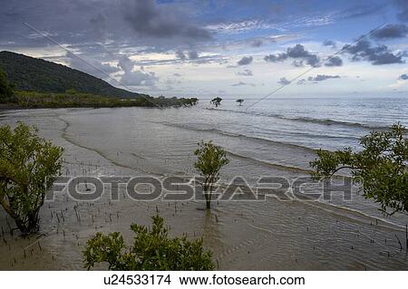 Picture - Scenic view of the beach at high tide, Cape Tribulation Beach, Cape Tribulation, Queensland, Australia. Fotosearch