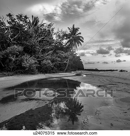 Scenic view of the beach, Cape Tribulation Beach, Cape Tribulation, Queensland, Australia View Large Photo Image Stock Photography - Scenic view of the beach, Cape Tribulation Beach, Cape Tribulation, Queensland, Australia. Fotosearch