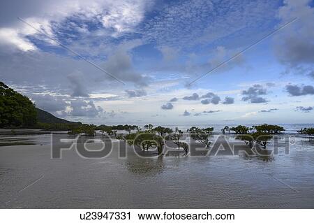 Scenic view of trees flooded along the beach, Cape Tribulation Beach, Cape Tribulation, Queensland, Australia View Large Photo Image Stock Image - Scenic view of trees flooded along the beach, Cape Tribulation Beach, Cape Tribulation, Queensland, Australia. Fotosearch
