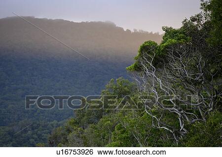 Scenic view of trees on mountain, Queensland, Australia View Large Photo Image Stock Photograph - Scenic view of trees on mountain, Queensland, Australia. Fotosearch