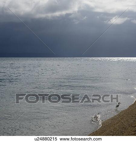 Stock Photography - Sea bird along the beach, Low island, Far North Queensland, Queensland, Australia. Fotosearch
