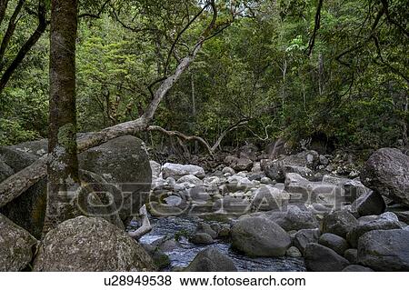 Stream in forest flowing through rocks, Mossman Gorge, Finlayvale, Queensland, Australia View Large Photo Image Stock Photo - Stream in forest flowing through rocks, Mossman Gorge, Finlayvale, Queensland, Australia. Fotosearch