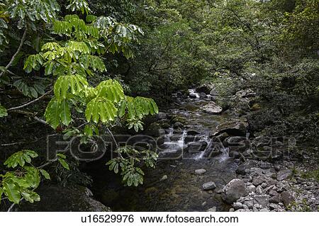 Stock Photograph - Stream in forest flowing through rocks, Mossman Gorge, Finlayvale, Queensland, Australia. Fotosearch