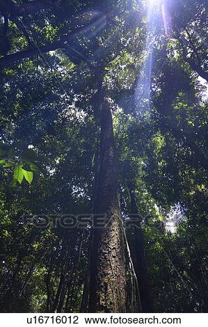 Stock Image - Sunlight through trees in a forest, Mossman Gorge, Finlayvale, Queensland, Australia. Fotosearch
