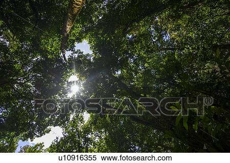 Sunlight through trees in a forest, Mossman Gorge, Finlayvale, Queensland, Australia View Large Photo Image Stock Photography - Sunlight through trees in a forest, Mossman Gorge, Finlayvale, Queensland, Australia. Fotosearch