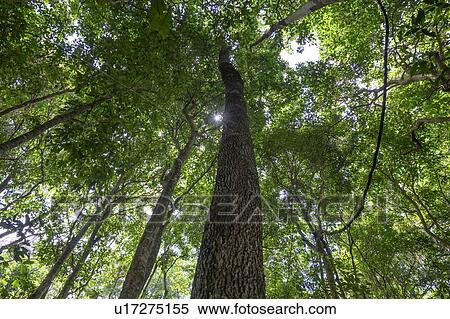 Sunlight through trees in a forest, Mossman Gorge, Finlayvale, Queensland, Australia View Large Photo Image Stock Photography - Sunlight through trees in a forest, Mossman Gorge, Finlayvale, Queensland, Australia. Fotosearch