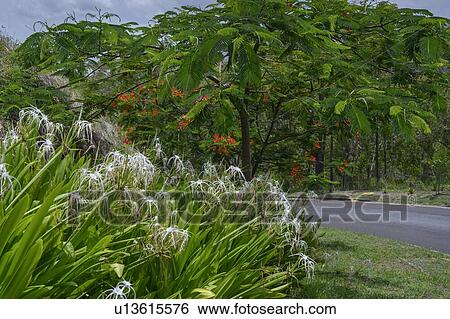 Stock Photograph - Trees and plants at roadside, Queensland, Australia. Fotosearch