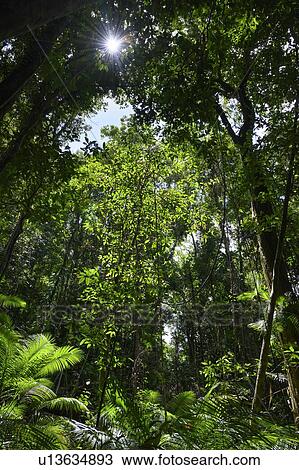 Trees and plants growing in forest, Mossman Gorge, Finlayvale, Queensland, Australia View Large Photo Image Stock Image - Trees and plants growing in forest, Mossman Gorge, Finlayvale, Queensland, Australia. Fotosearch