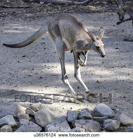 Wallaby, Port Douglas, Far North Queensland, Queensland, Australia View Large Photo Image Picture - Wallaby, Port Douglas, Far North Queensland, Queensland, Australia. Fotosearch