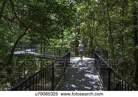 Woman walking on footbridge, Mossman Gorge, Far North Queensland, Queensland, Australia View Large Photo Image Stock Photography - Woman walking on footbridge, Mossman Gorge, Far North Queensland, Queensland, Australia. Fotosearch